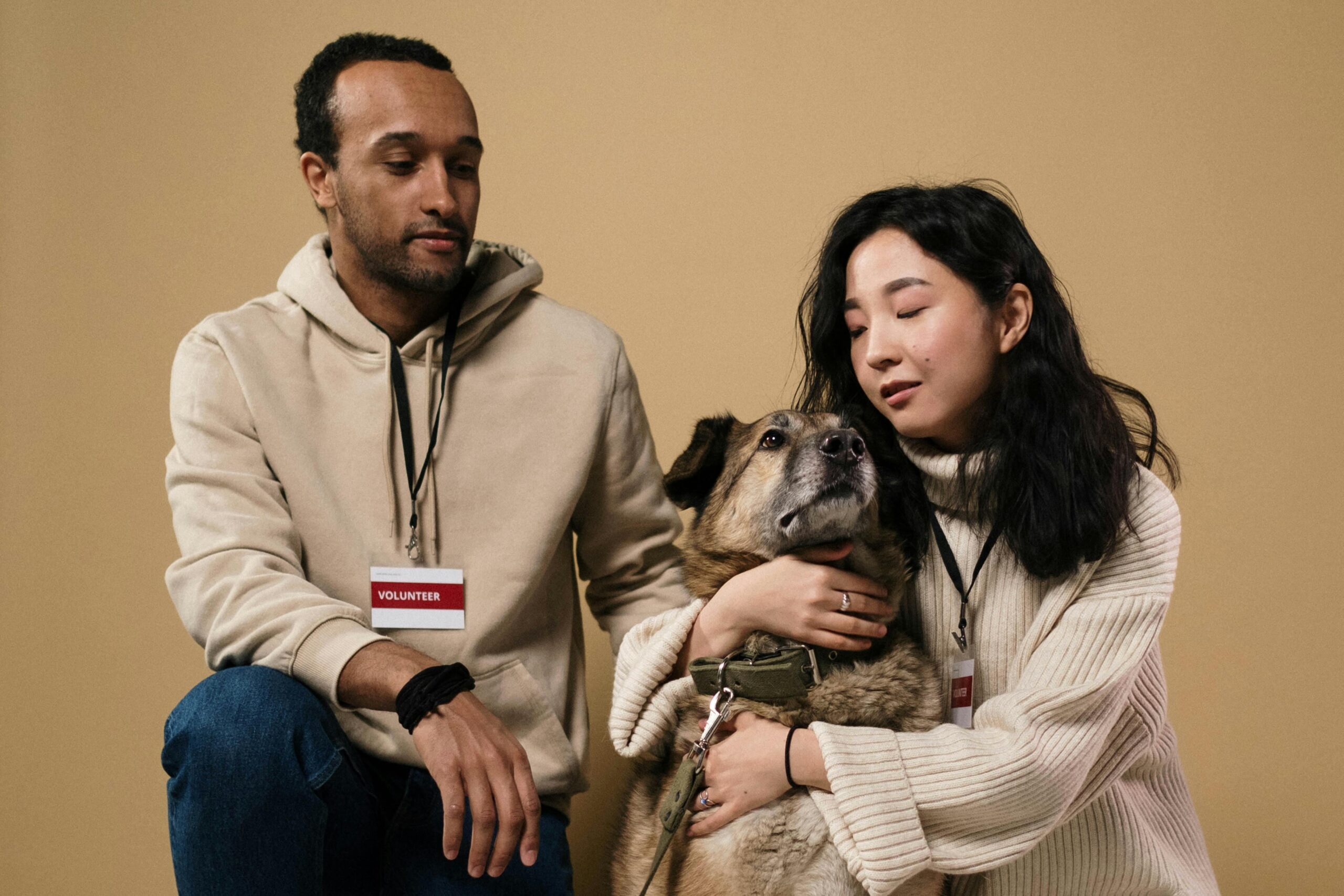 IELTS listening practice test 2: a new animal shelter - table completion questions